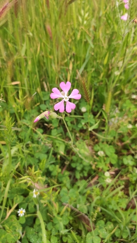 Silene subconica, photograph 5