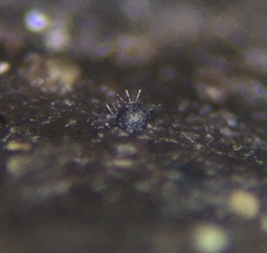 Podospora appendiculata