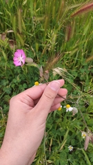 Silene subconica, photograph (c) Dimitra Vasileiadou, some rights reserved (CC BY)