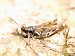 Catantops melanostictus