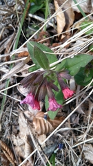 Pulmonaria carnica
