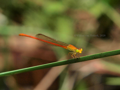 Ceriagrion glabrum