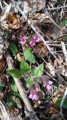Pulmonaria carnica