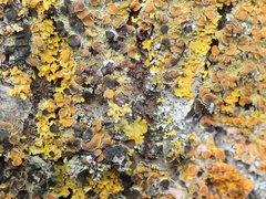 Xanthoriicola physciae