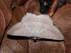 Chiasmia kilimanjarensis