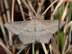 Chiasmia kilimanjarensis