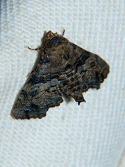 Pataeta transversata