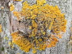 Xanthoriicola physciae