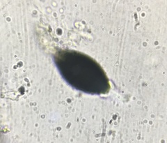 Podospora appendiculata