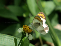 Colotis euippe mediata