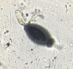 Podospora appendiculata