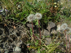 Taraxacum macilentum