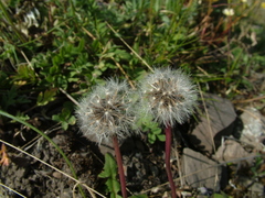 Taraxacum macilentum
