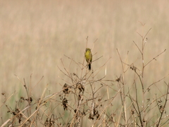 Crithagra sulphurata
