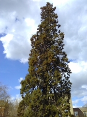Sequoiadendron giganteum