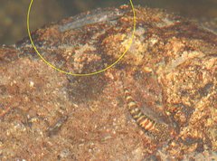 Rhinogobius duospilus