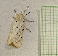 Eyralpenus subluteus