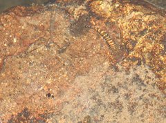 Rhinogobius duospilus