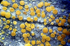 Athallia pyracea