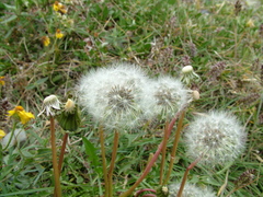 Taraxacum macilentum