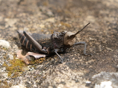 Dictyophorus griseus