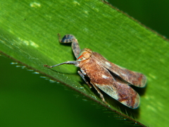 Elasmoscelis despecta