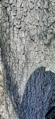 Pyrus communis pyraster