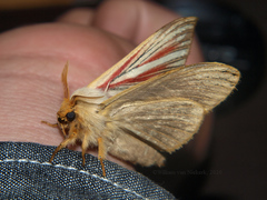 Grammodora nigrolineata