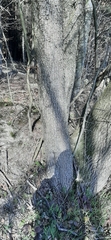 Pyrus communis pyraster