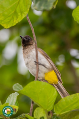 Pycnonotus barbatus tricolor