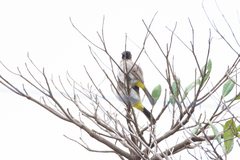 Pycnonotus barbatus tricolor