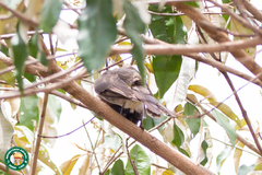 Pycnonotus barbatus tricolor