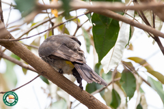 Pycnonotus barbatus tricolor