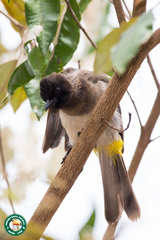 Pycnonotus barbatus tricolor