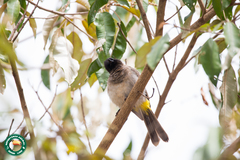 Pycnonotus barbatus tricolor