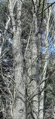 Pyrus communis pyraster