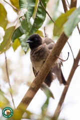 Pycnonotus barbatus tricolor