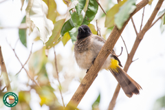 Pycnonotus barbatus tricolor
