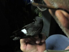 European Storm-Petrel photo 2