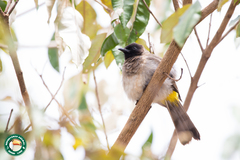 Pycnonotus barbatus tricolor