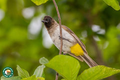 Pycnonotus barbatus tricolor