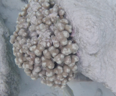 Porites porites