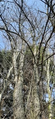 Pyrus communis pyraster