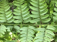 Pteridium latiusculum japonicum