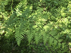 Pteridium latiusculum japonicum