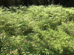Pteridium latiusculum japonicum