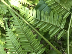 Pteridium latiusculum japonicum