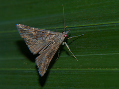 Hypena strigatus