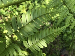 Pteridium latiusculum japonicum