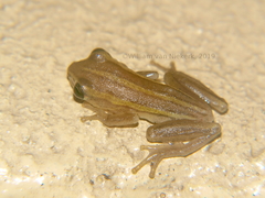 Hyperolius quinquevittatus